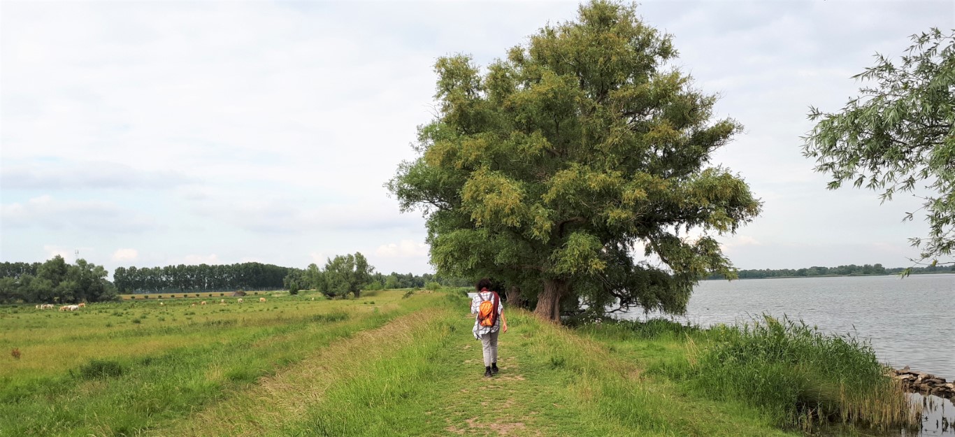 JR01 Biesbosch 4bew Middel