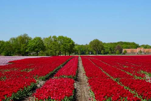 20180506 bollenvelden Veenhuizen Drenthe