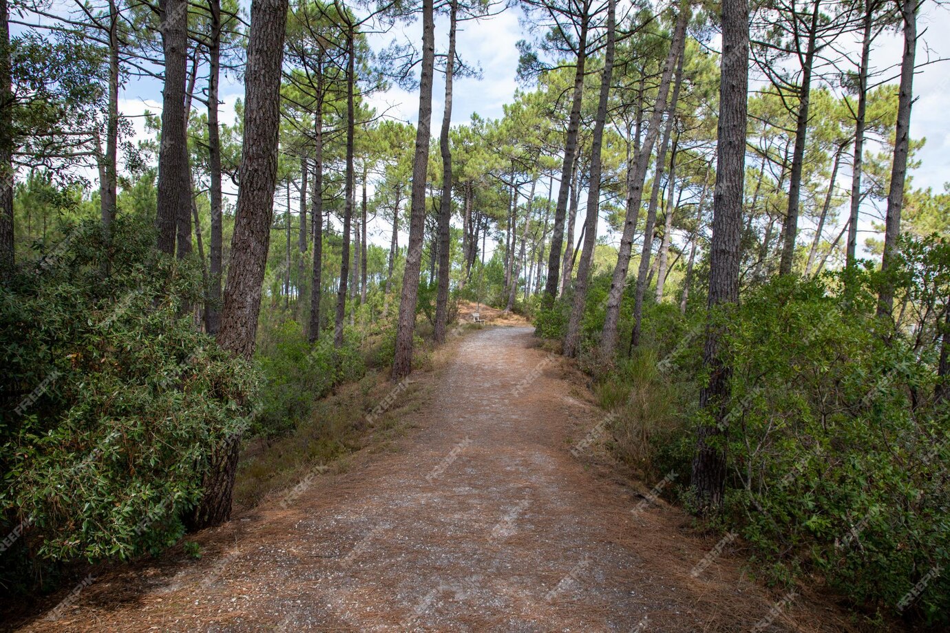 toegang tot zandpaden in dennenbos in carcans maubuisson atlantisch zuidwesten in gironde frankrijk 100800 24483