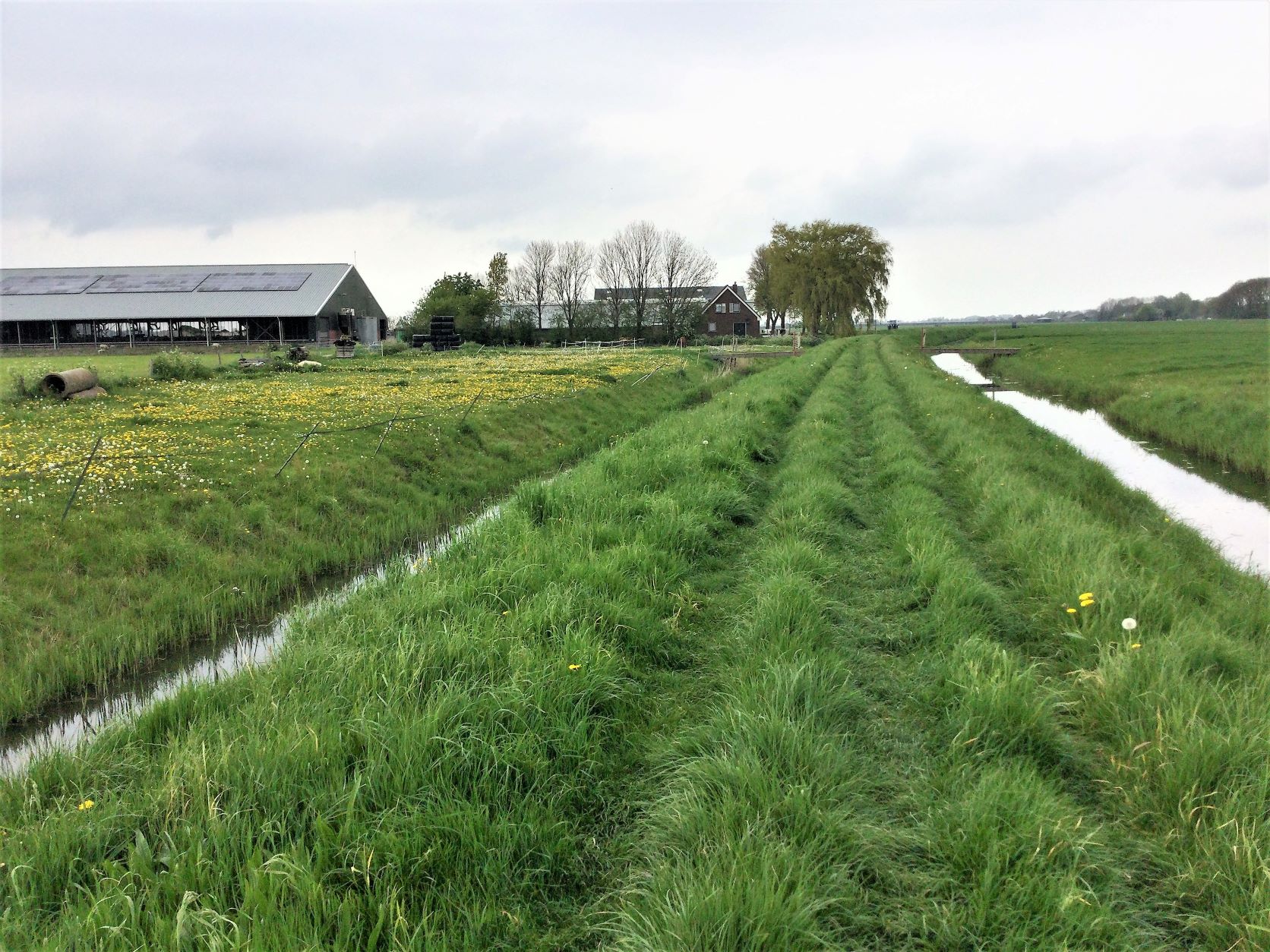 grasdijk bew M